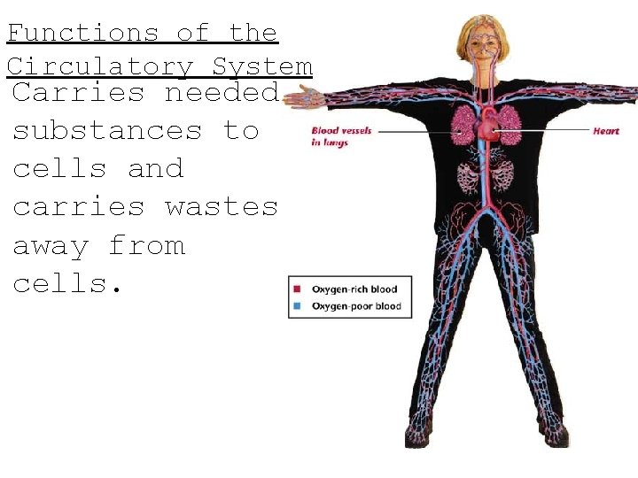 Functions of the Circulatory System Carries needed substances to cells and carries wastes away Functions of the Circulatory System Carries needed substances to cells and carries wastes away
