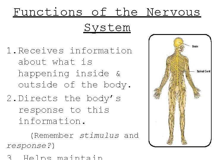 Functions of the Nervous System 1. Receives information about what is happening inside & Functions of the Nervous System 1. Receives information about what is happening inside &