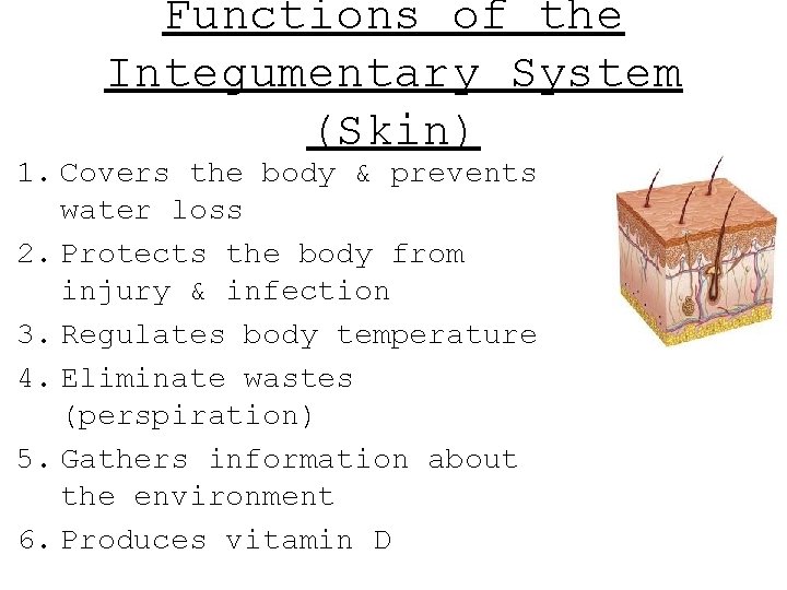 Functions of the Integumentary System (Skin) 1. Covers the body & prevents water loss Functions of the Integumentary System (Skin) 1. Covers the body & prevents water loss