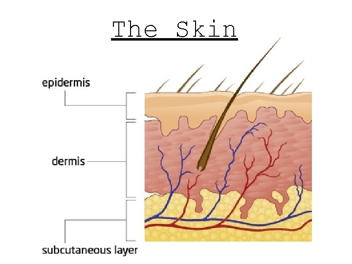 The Skin  The Skin