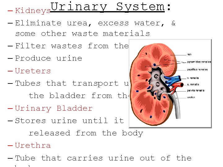 – Kidneys. Urinary System: – Eliminate urea, excess water, & some other waste materials – Kidneys. Urinary System: – Eliminate urea, excess water, & some other waste materials