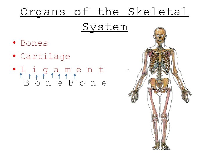 Organs of the Skeletal System • Bones • Cartilage • L i g a Organs of the Skeletal System • Bones • Cartilage • L i g a