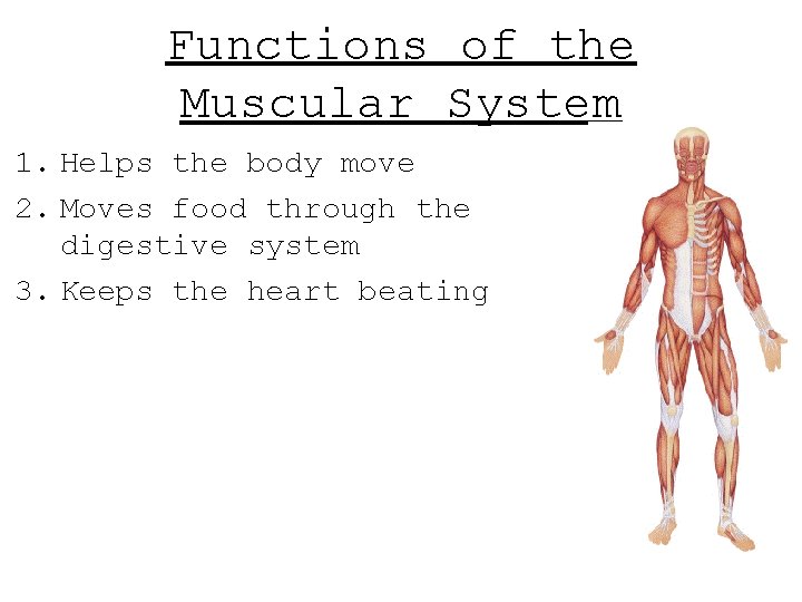 Functions of the Muscular System 1. Helps the body move 2. Moves food through Functions of the Muscular System 1. Helps the body move 2. Moves food through