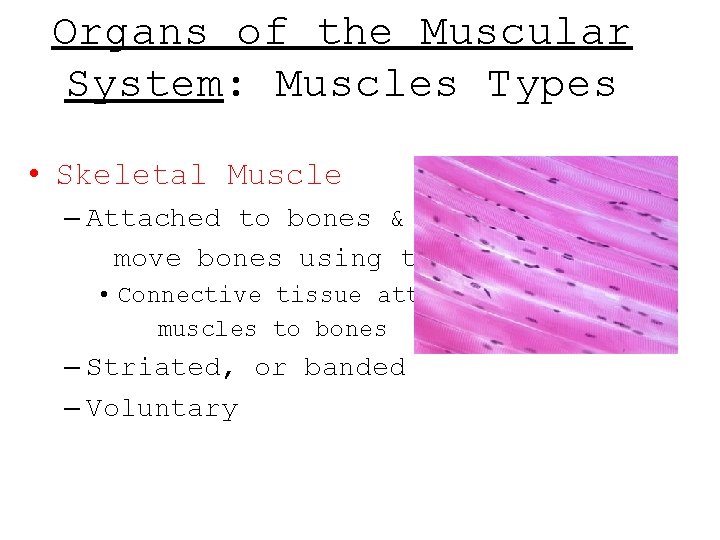 Organs of the Muscular System: Muscles Types • Skeletal Muscle – Attached to bones Organs of the Muscular System: Muscles Types • Skeletal Muscle – Attached to bones
