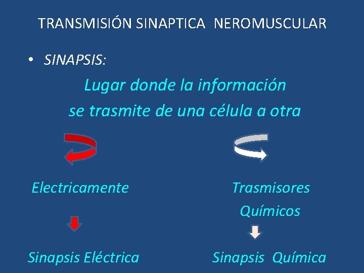TRANSMISIÓN SINAPTICA NEROMUSCULAR • SINAPSIS: Lugar donde la información se trasmite de una célula
