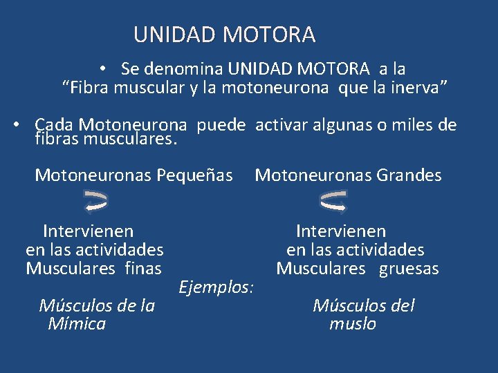 UNIDAD MOTORA • Se denomina UNIDAD MOTORA a la “Fibra muscular y la motoneurona