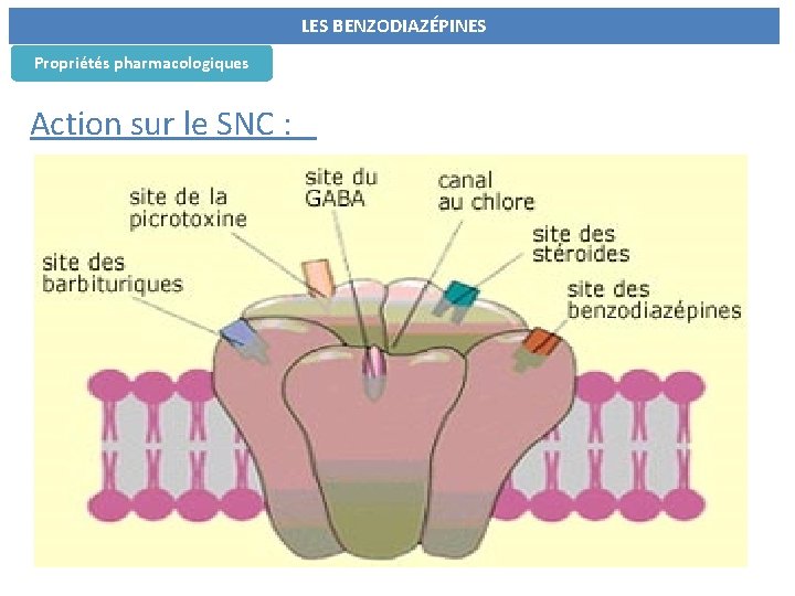  Propriétés pharmacologiques LES BENZODIAZÉPINES Action sur le SNC : 