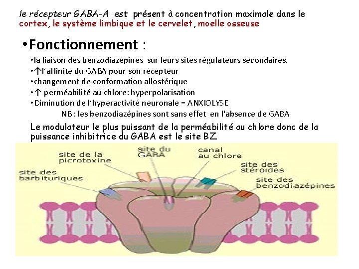 le récepteur GABA-A est présent à concentration maximale dans le cortex, le système limbique