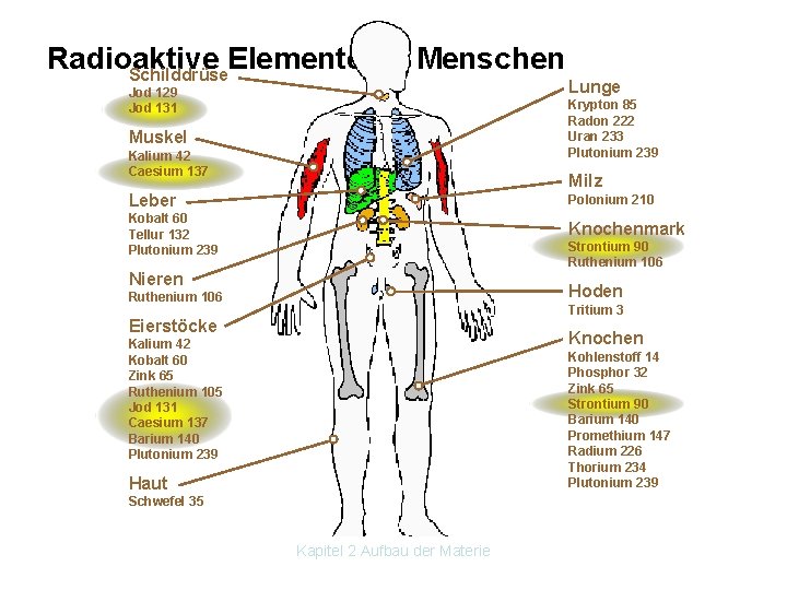 Radioaktive Elemente im Menschen Schilddrüse Jod 129 Jod 131 Lunge Krypton 85 Radon 222