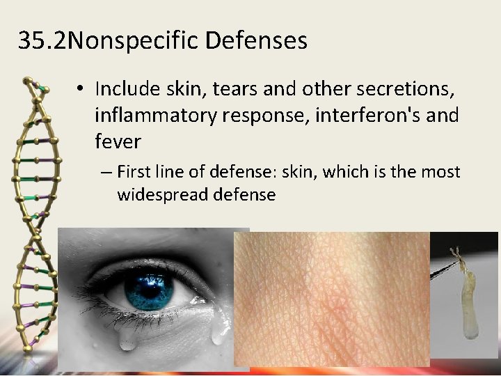 35. 2 Nonspecific Defenses • Include skin, tears and other secretions, inflammatory response, interferon's