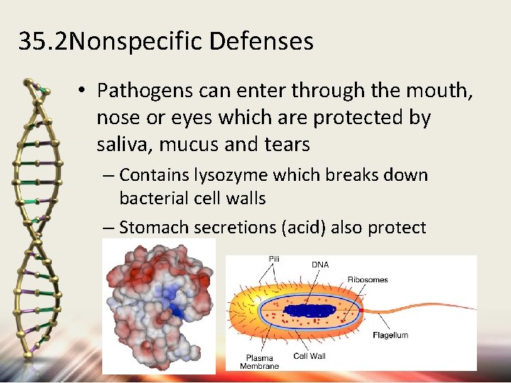 35. 2 Nonspecific Defenses • Pathogens can enter through the mouth, nose or eyes