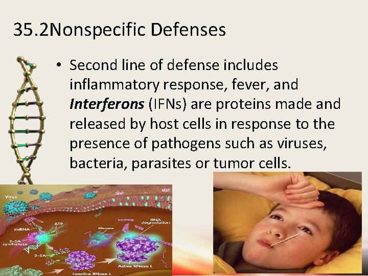 35. 2 Nonspecific Defenses • Second line of defense includes inflammatory response, fever, and