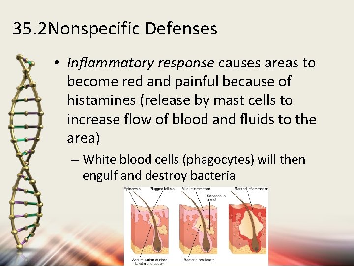 35. 2 Nonspecific Defenses • Inflammatory response causes areas to become red and painful
