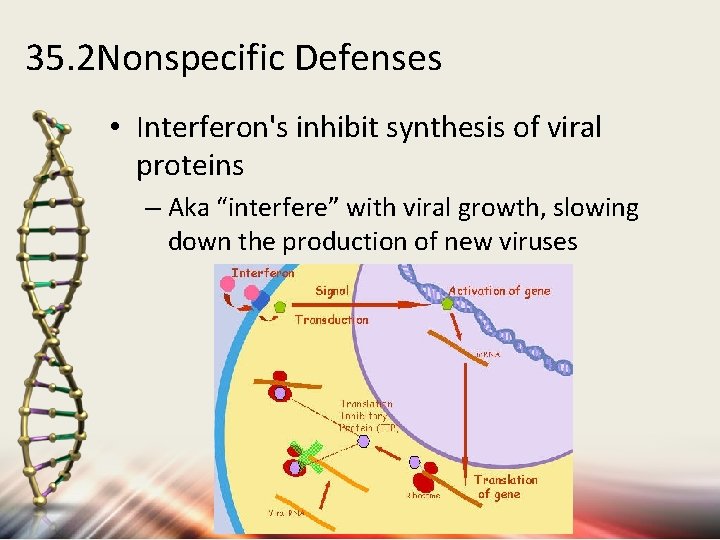 35. 2 Nonspecific Defenses • Interferon's inhibit synthesis of viral proteins – Aka “interfere”