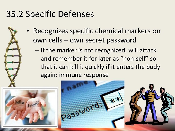 35. 2 Specific Defenses • Recognizes specific chemical markers on own cells – own
