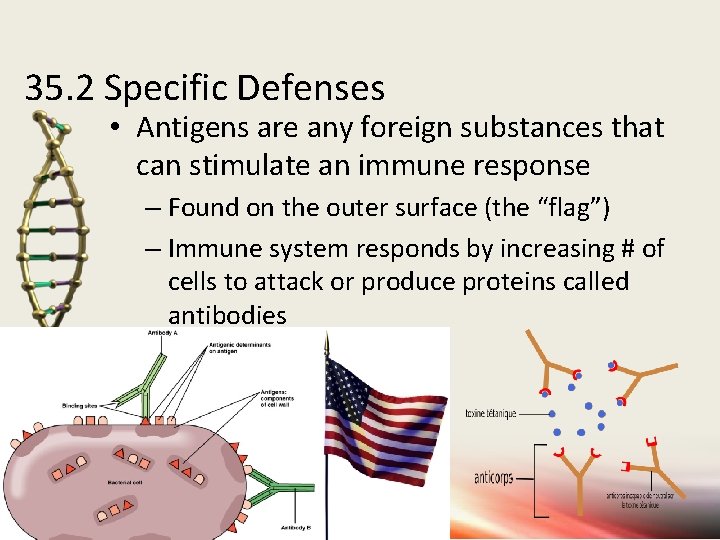 35. 2 Specific Defenses • Antigens are any foreign substances that can stimulate an