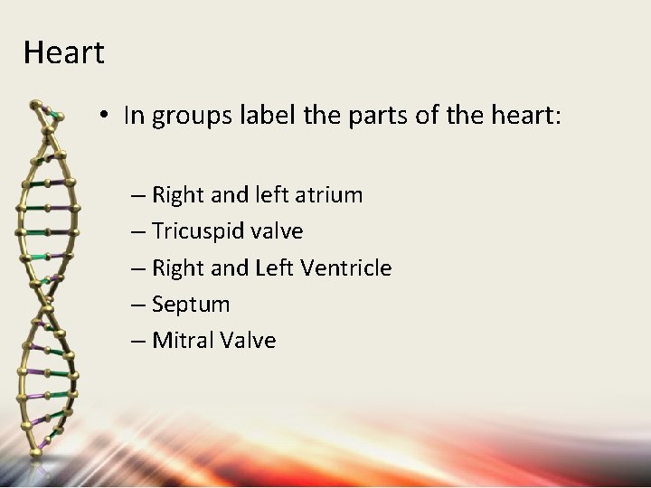 Heart • In groups label the parts of the heart: – Right and left