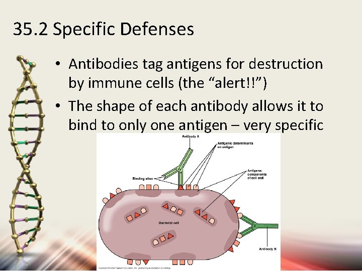 35. 2 Specific Defenses • Antibodies tag antigens for destruction by immune cells (the
