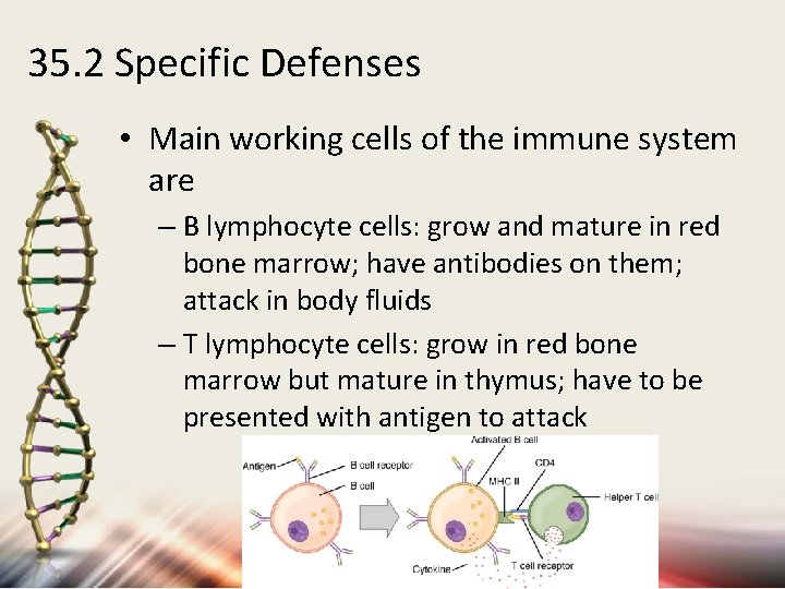 35. 2 Specific Defenses • Main working cells of the immune system are –