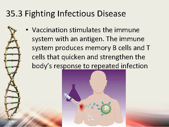 35. 3 Fighting Infectious Disease • Vaccination stimulates the immune system with an antigen.