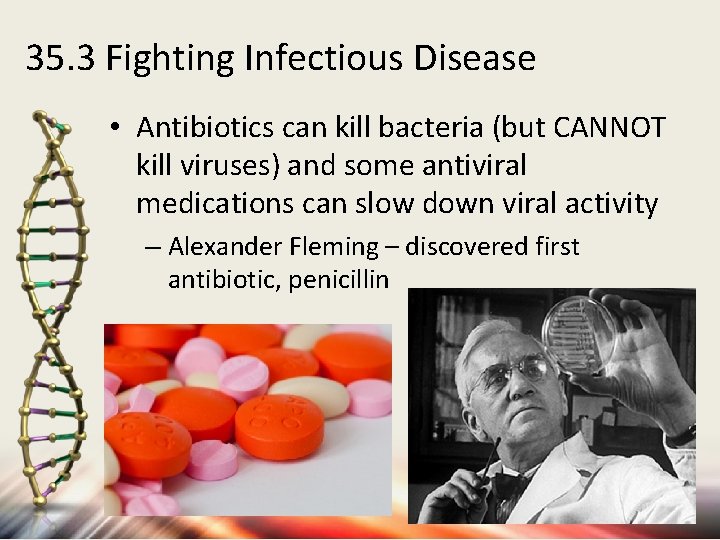 35. 3 Fighting Infectious Disease • Antibiotics can kill bacteria (but CANNOT kill viruses)