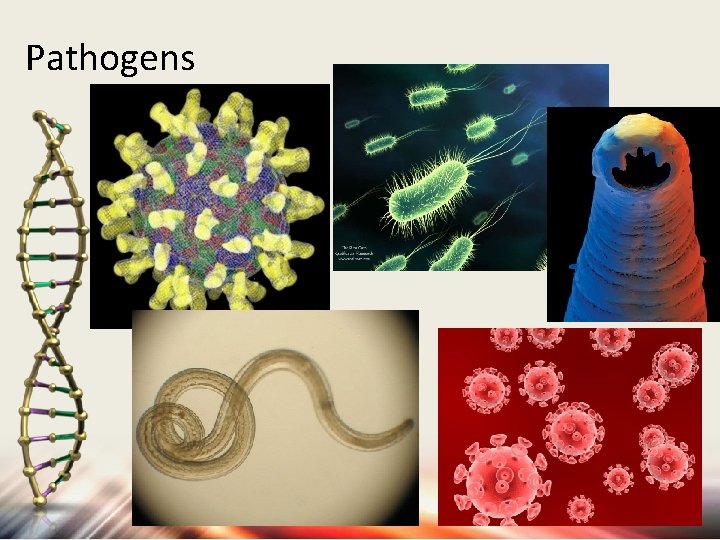 Pathogens 