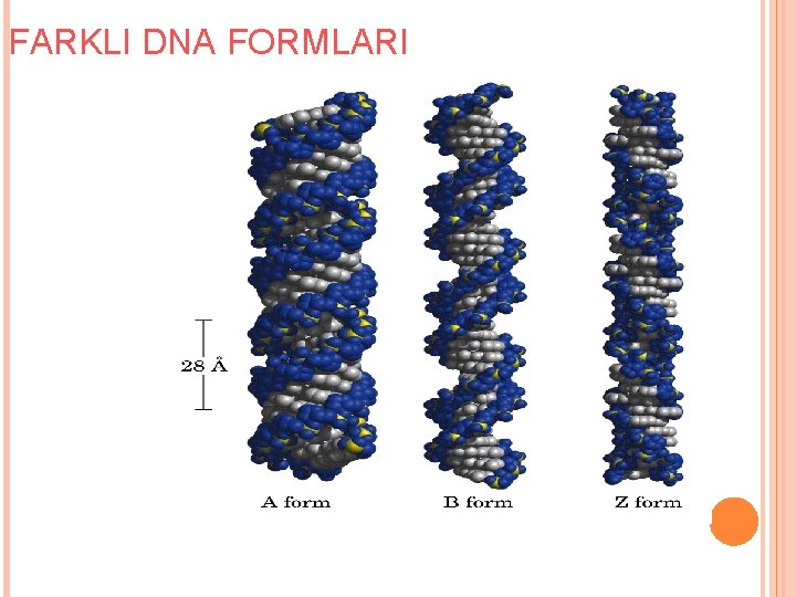 FARKLI DNA FORMLARI 