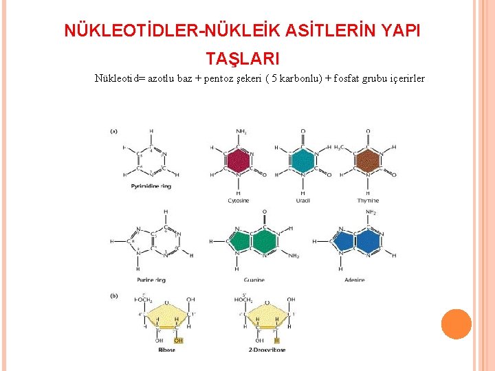 NÜKLEOTİDLER-NÜKLEİK ASİTLERİN YAPI TAŞLARI Nükleotid= azotlu baz + pentoz şekeri ( 5 karbonlu) +