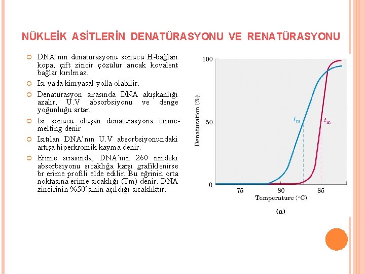 NÜKLEİK ASİTLERİN DENATÜRASYONU VE RENATÜRASYONU DNA’nın denatürasyonu sonucu H-bağları kopa, çift zincir çözülür ancak