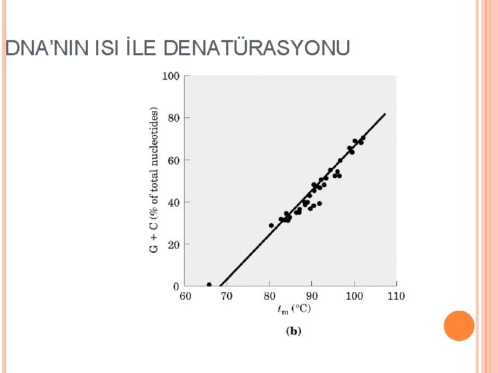 DNA’NIN ISI İLE DENATÜRASYONU 