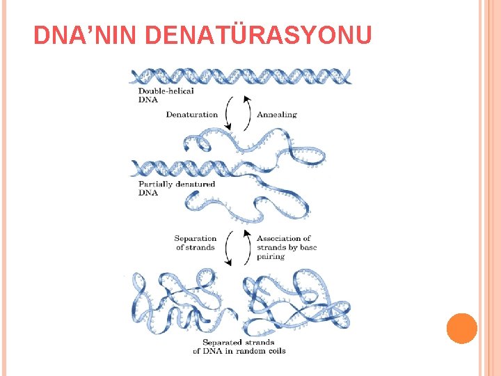 DNA’NIN DENATÜRASYONU 