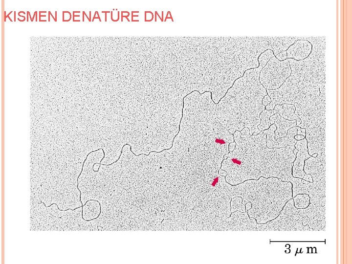 KISMEN DENATÜRE DNA 