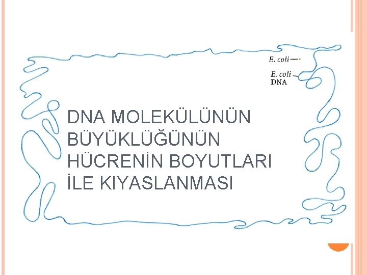 DNA MOLEKÜLÜNÜN BÜYÜKLÜĞÜNÜN HÜCRENİN BOYUTLARI İLE KIYASLANMASI 