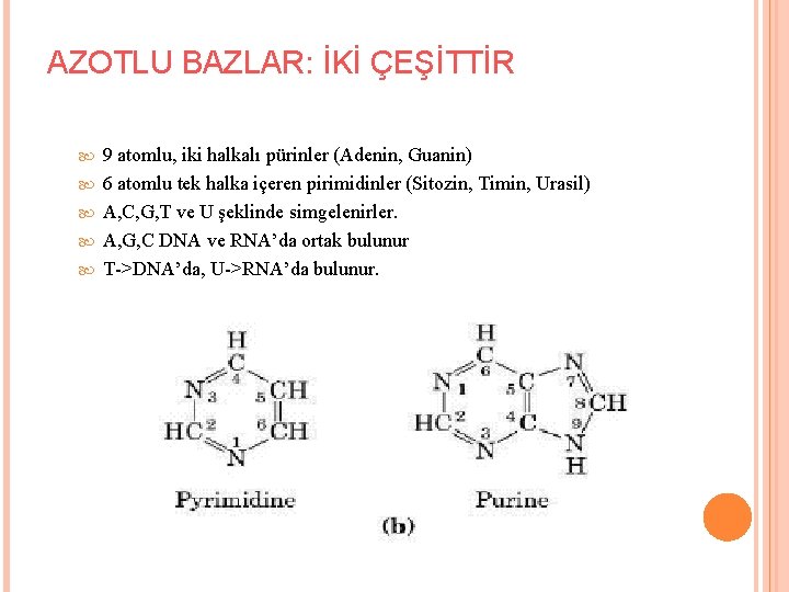 AZOTLU BAZLAR: İKİ ÇEŞİTTİR 9 atomlu, iki halkalı pürinler (Adenin, Guanin) 6 atomlu tek