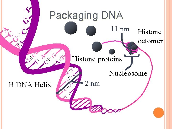 A C T G C Packaging DNA 11 nm GA T C A G