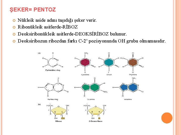 ŞEKER= PENTOZ Nükleik aside adını taşıdığı şeker verir. Ribonükleik asitlerde-RİBOZ Deoksiribonükleik asitlerde-DEOKSİRİBOZ bulunur. Deoksiribozun