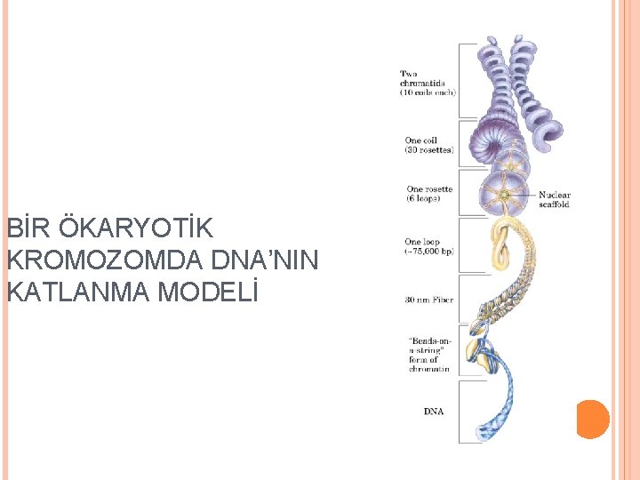 BİR ÖKARYOTİK KROMOZOMDA DNA’NIN KATLANMA MODELİ 