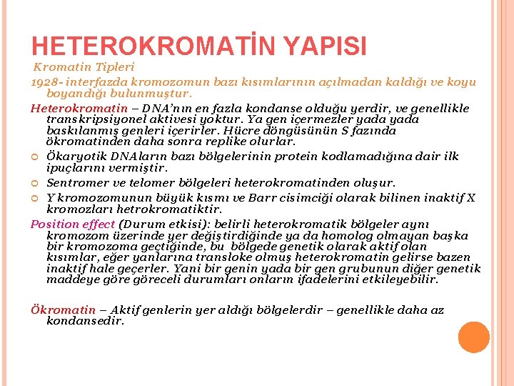HETEROKROMATİN YAPISI Kromatin Tipleri 1928 - interfazda kromozomun bazı kısımlarının açılmadan kaldığı ve koyu