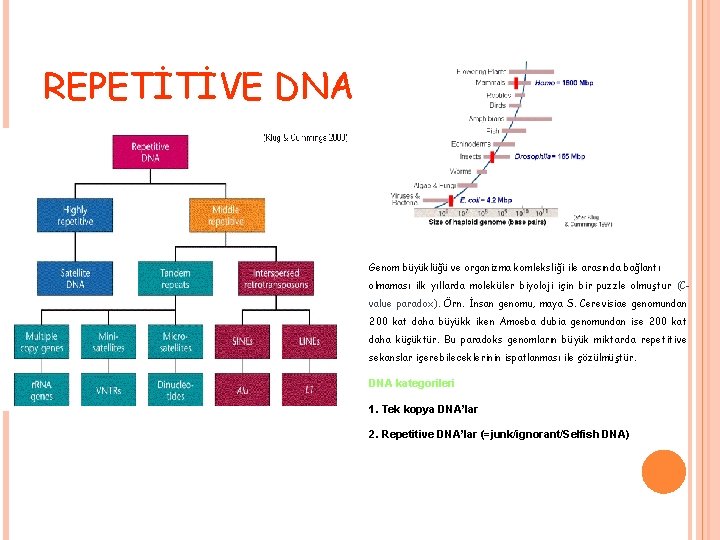 REPETİTİVE DNA Genom büyüklüğü ve organizma komleksliği ile arasında bağlantı olmaması ilk yıllarda moleküler