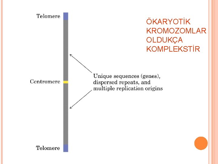 ÖKARYOTİK KROMOZOMLAR OLDUKÇA KOMPLEKSTİR 