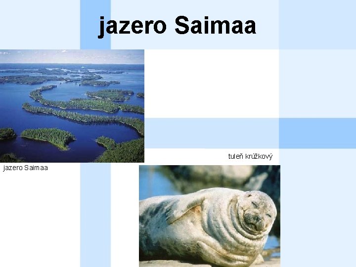 jazero Saimaa tuleň krúžkový jazero Saimaa 