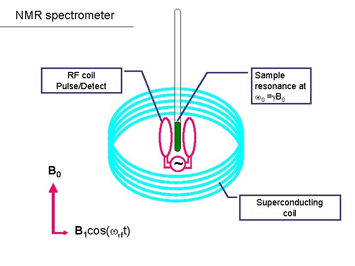 NMR spectrometer RF coil Pulse/Detect Sample resonance at 0 = B 0 ~ B