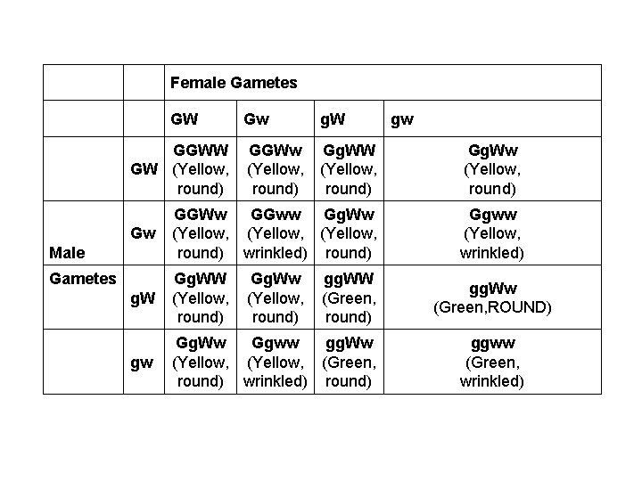 Female Gametes GW Gw g. W gw GGWW GGWw Gg. WW GW (Yellow, round)