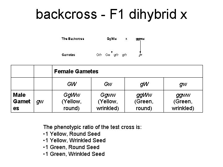backcross - F 1 dihybrid x Female Gametes Male Gamet es gw GW Gw