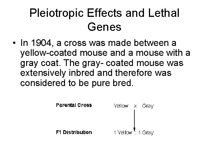 Pleiotropic Effects and Lethal Genes • In 1904, a cross was made between a