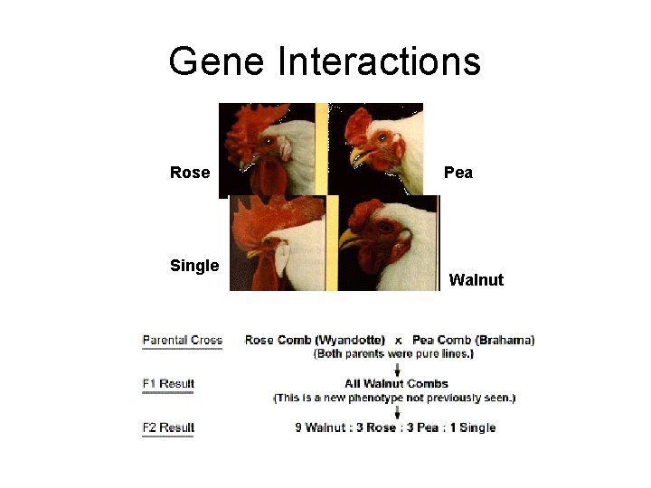 Gene Interactions Rose Single Pea Walnut 