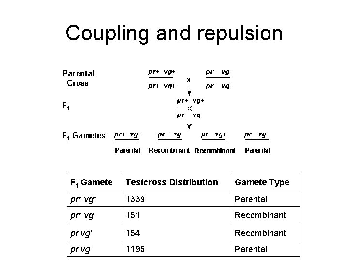 Coupling and repulsion F 1 Gamete Testcross Distribution Gamete Type pr+ vg+ 1339 Parental