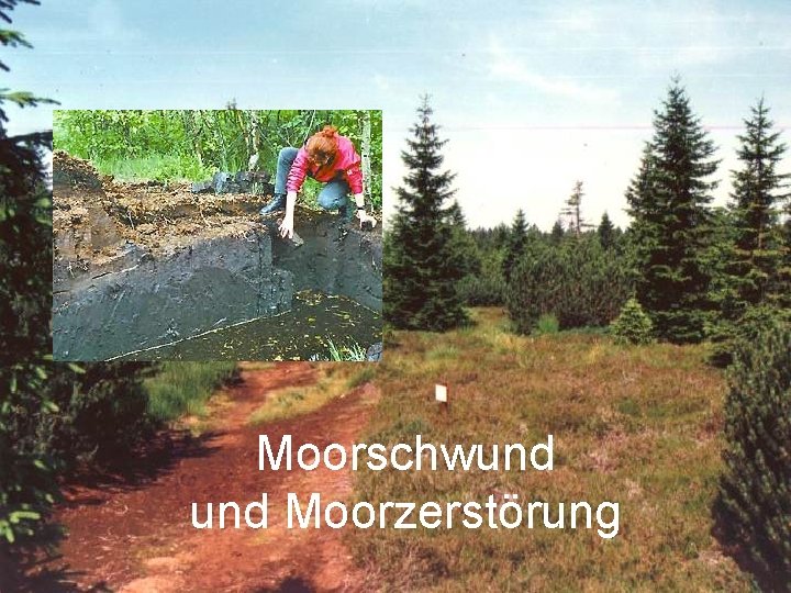 Moorschwund Moorzerstörung 