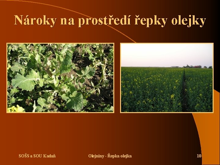 Nároky na prostředí řepky olejky SOŠS a SOU Kadaň Olejniny - Řepka olejka 10