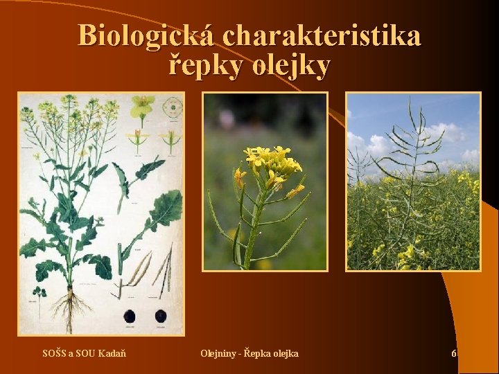 Biologická charakteristika řepky olejky SOŠS a SOU Kadaň Olejniny - Řepka olejka 6 